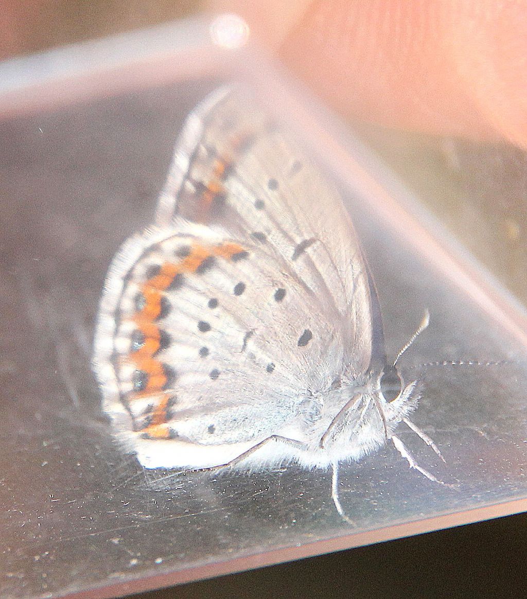 Plebejus argus?  S